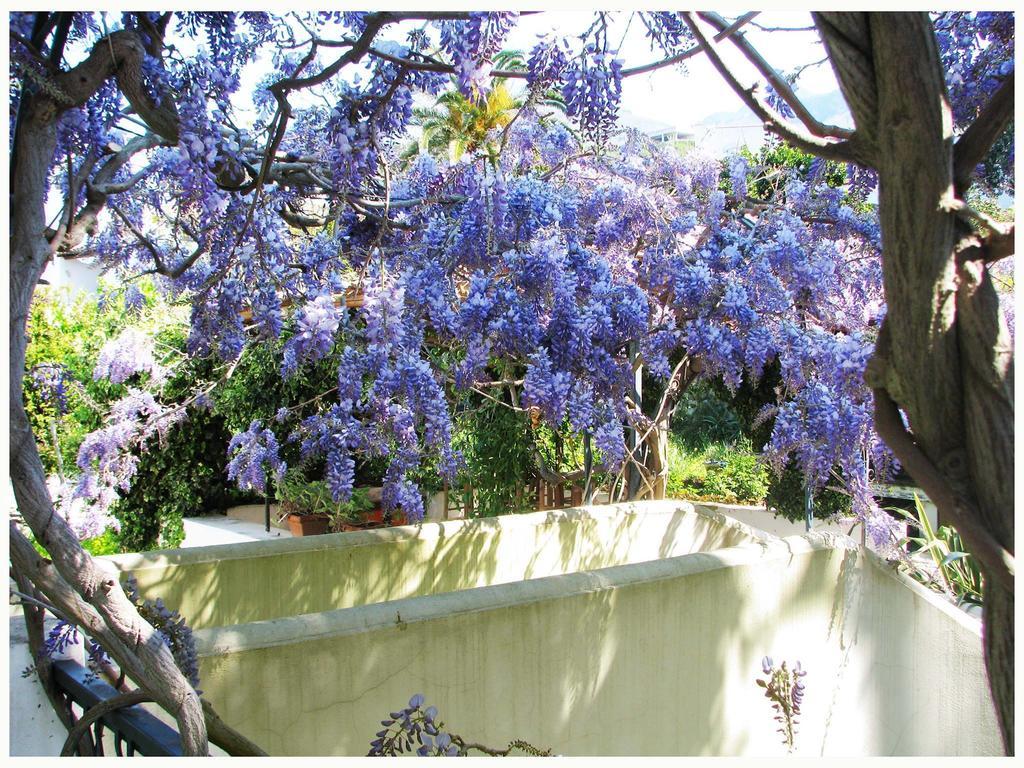 B&B La Salamandra Kitchengarden Forio di Ischia Eksteriør bilde