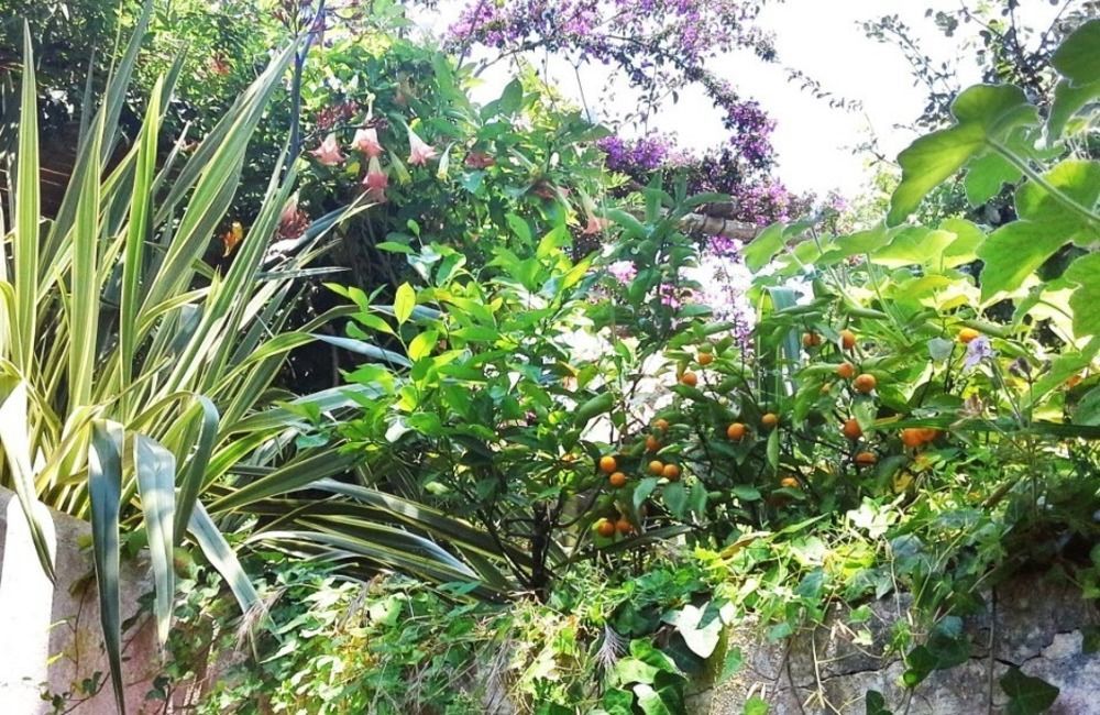 B&B La Salamandra Kitchengarden Forio di Ischia Eksteriør bilde