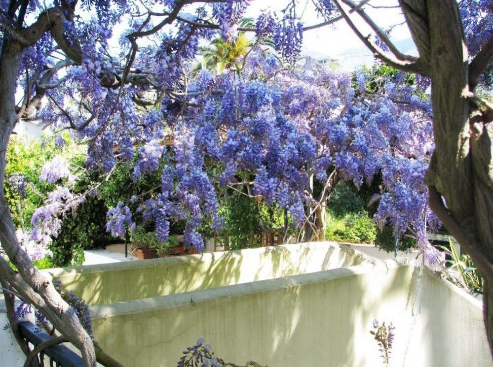 B&B La Salamandra Kitchengarden Forio di Ischia Eksteriør bilde